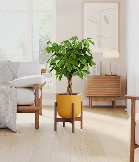 Money Tree