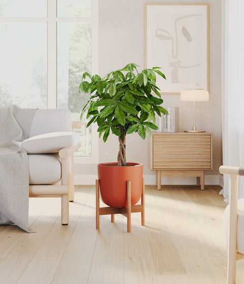 Money Tree