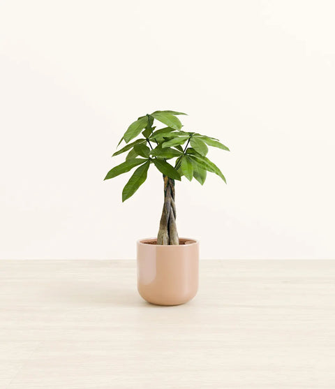 Money Tree