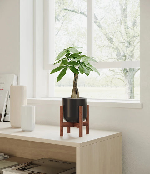 Money Tree