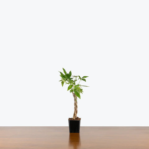 Money Tree
