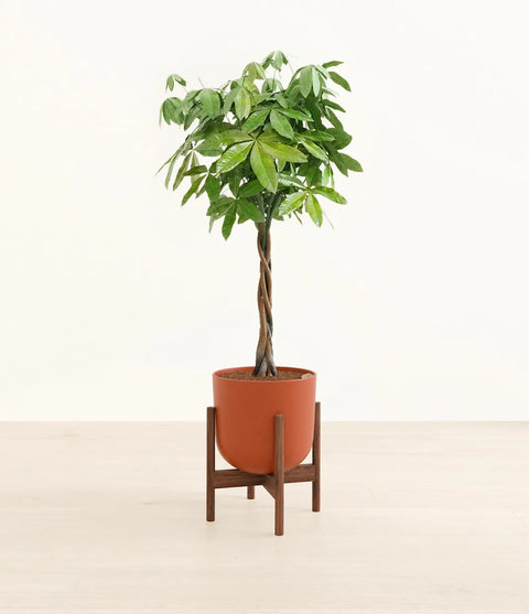 Money Tree XL