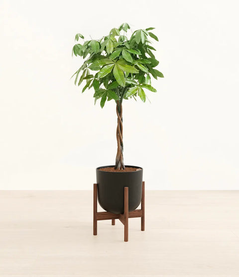 Money Tree XL