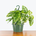 Philodendron Broken Heart XL