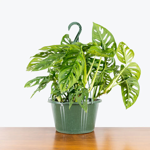 Philodendron Broken Heart XL