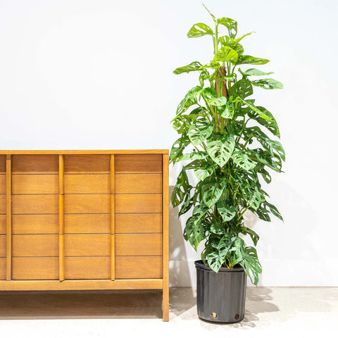Philodendron Broken Heart XL
