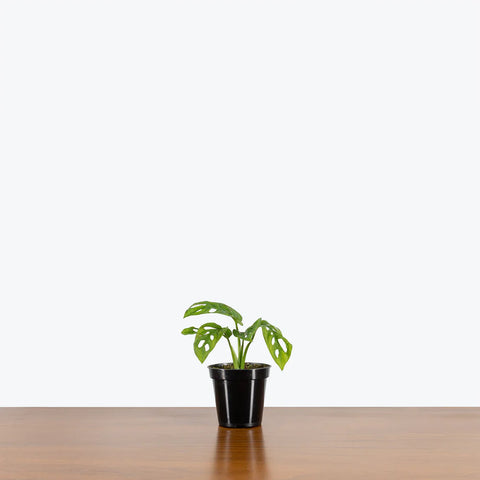 Philodendron Broken Heart