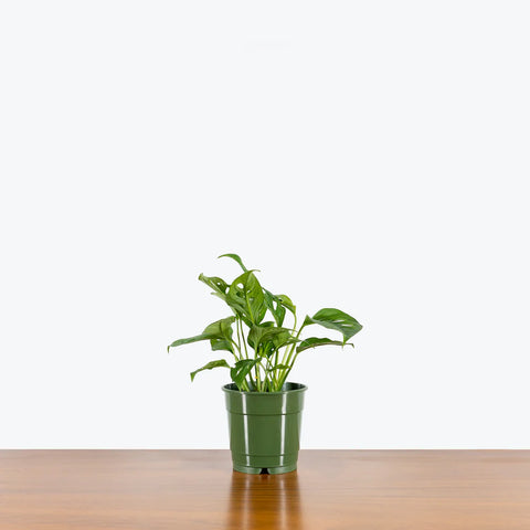 Philodendron Broken Heart
