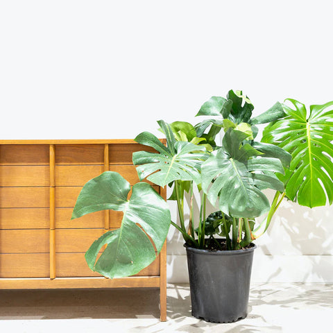 Monstera Deliciosa
