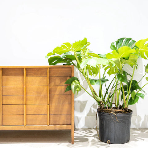 Monstera Deliciosa XL