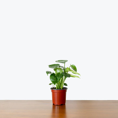 Monstera Deliciosa
