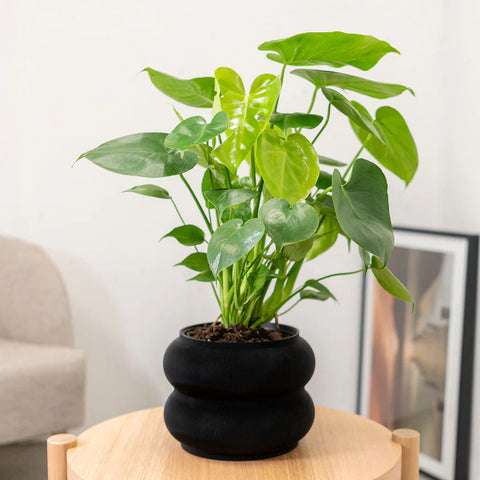 Monstera Deliciosa