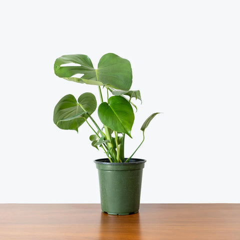 Monstera Deliciosa