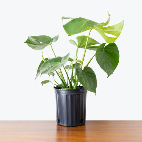 Monstera Deliciosa