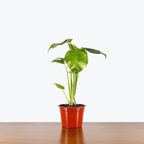 Monstera Deliciosa - Thai Constellation