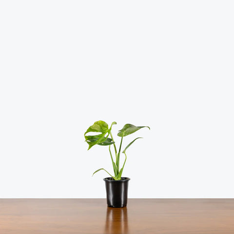 Monstera Deliciosa - Thai Constellation