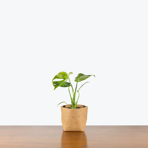 Monstera Deliciosa - Thai Constellation