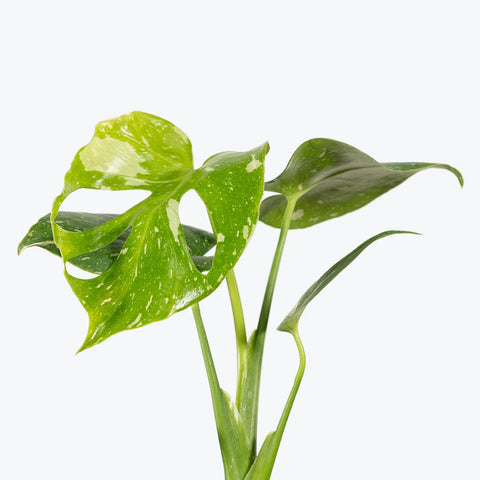 Monstera Deliciosa - Thai Constellation