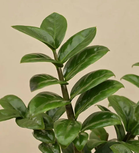 Dwarf ZZ Plant