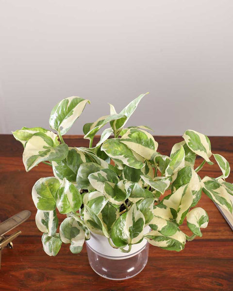 Epipremnum Aureum - N'Joy Pothos
