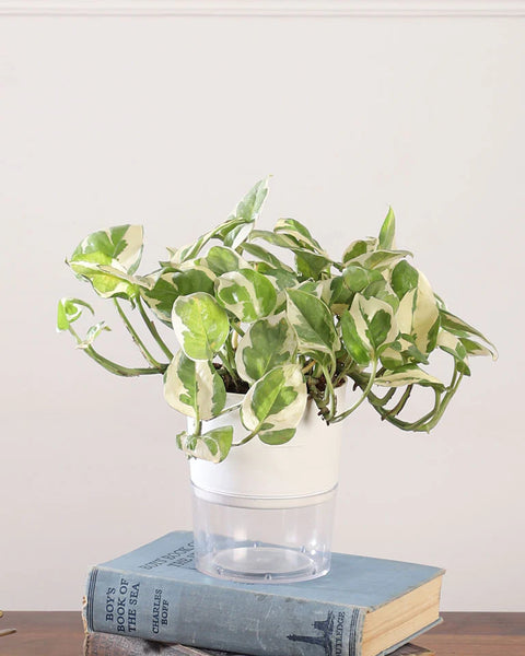 Epipremnum Aureum - N'Joy Pothos