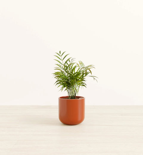 Bamboo Palm