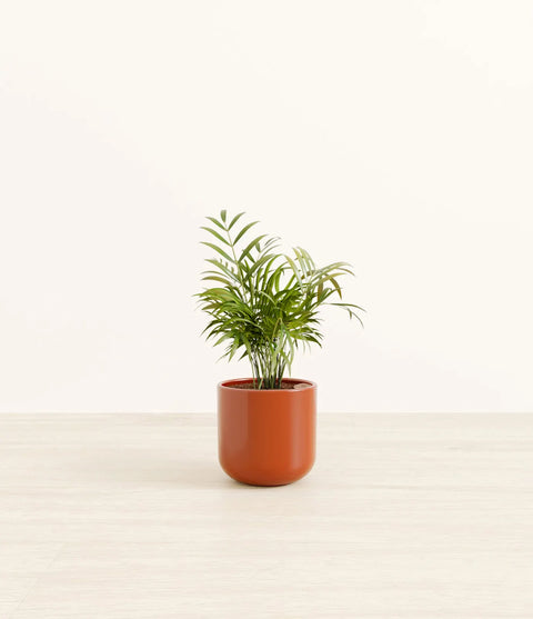 Parlour Palm