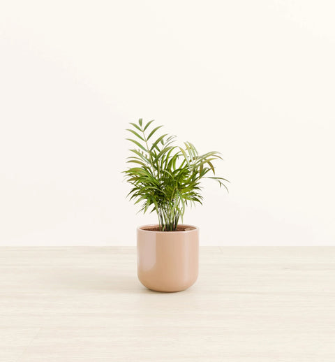 Bamboo Palm