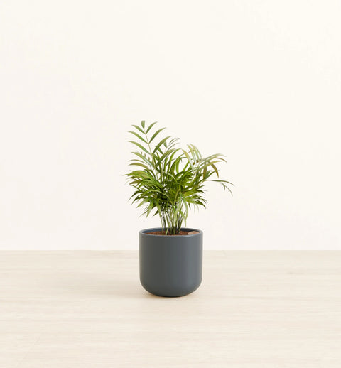 Bamboo Palm