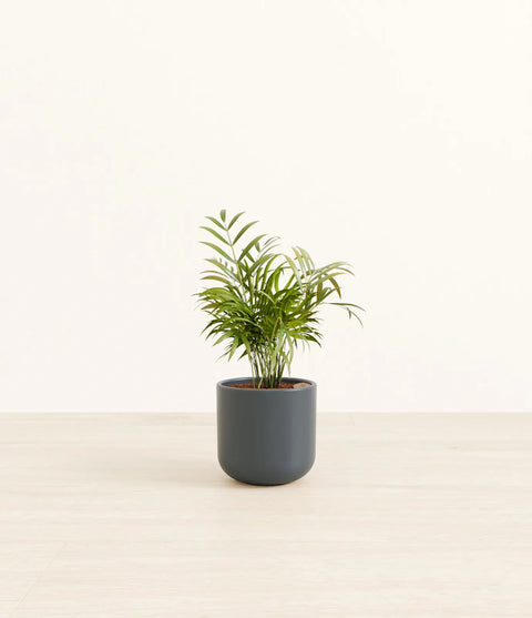 Parlour Palm
