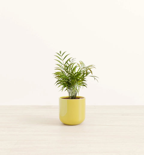 Bamboo Palm