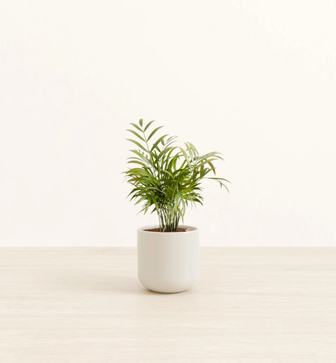 Bamboo Palm