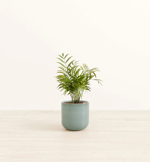 Bamboo Palm