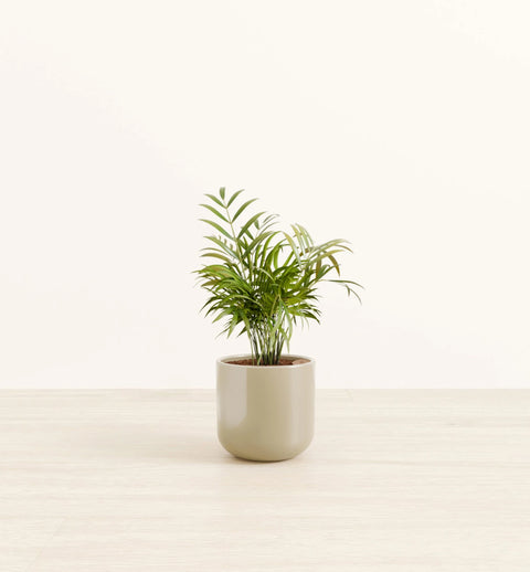 Bamboo Palm