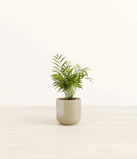 Parlour Palm