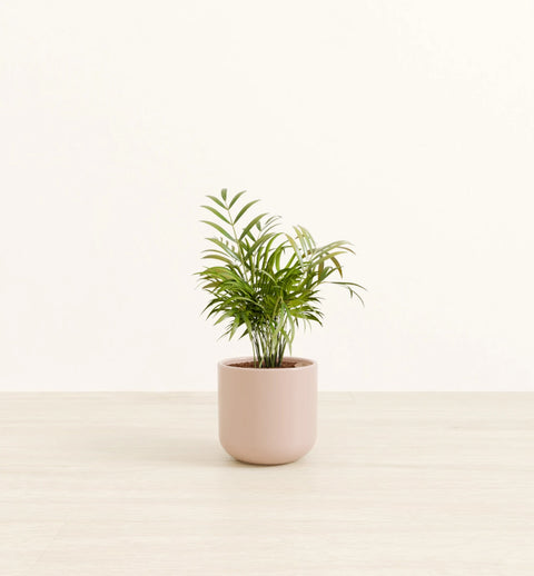 Bamboo Palm