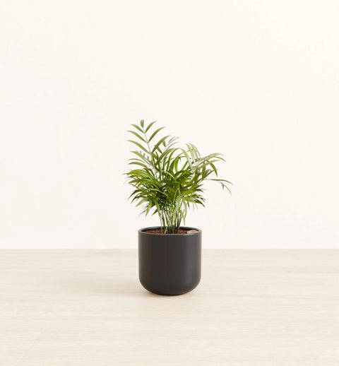 Bamboo Palm