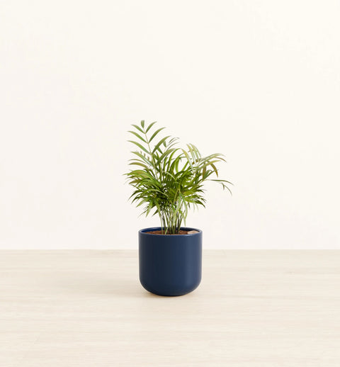Bamboo Palm