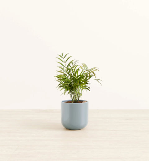 Bamboo Palm