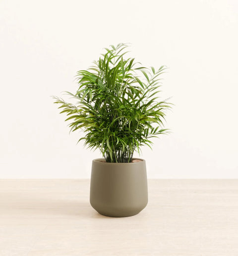 Bamboo Palm