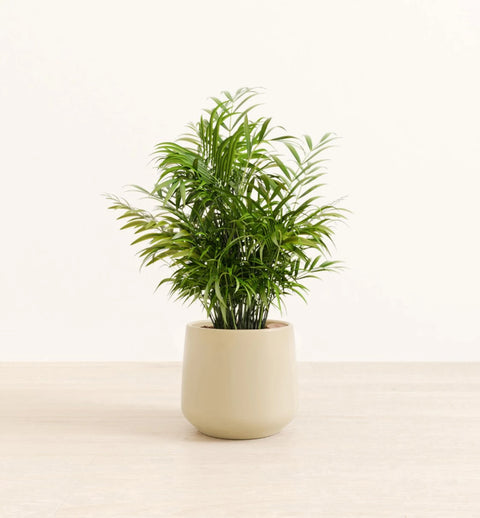 Bamboo Palm