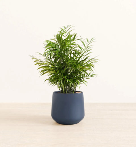 Bamboo Palm
