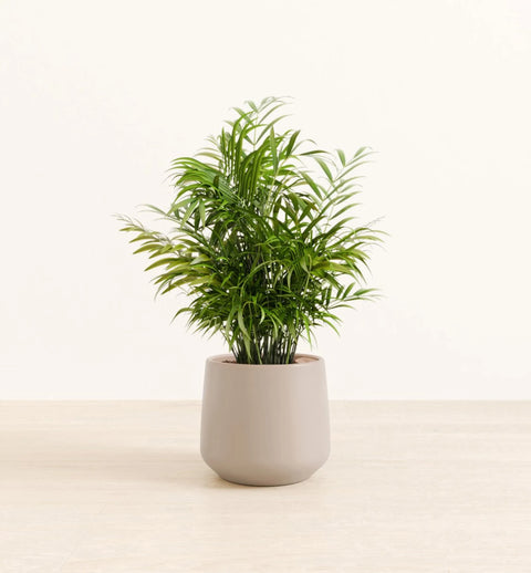 Bamboo Palm