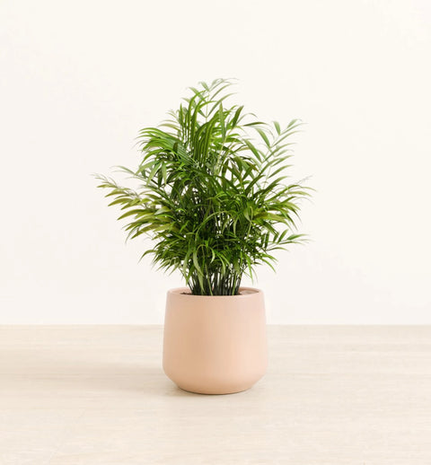 Bamboo Palm
