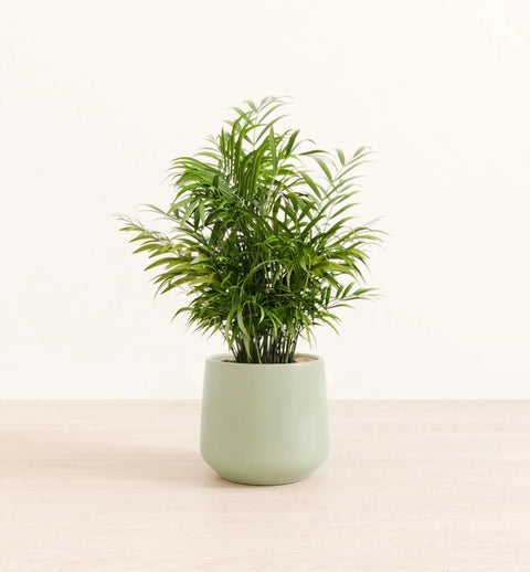 Bamboo Palm