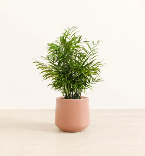 Bamboo Palm