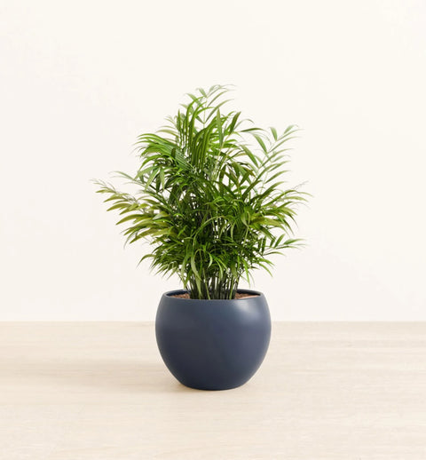 Bamboo Palm