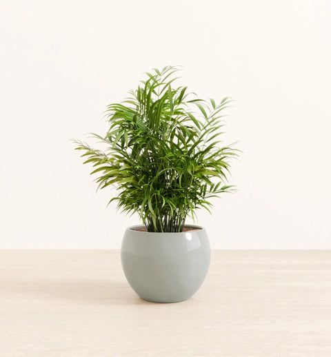 Bamboo Palm