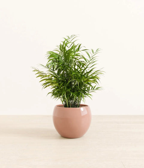 Parlour Palm