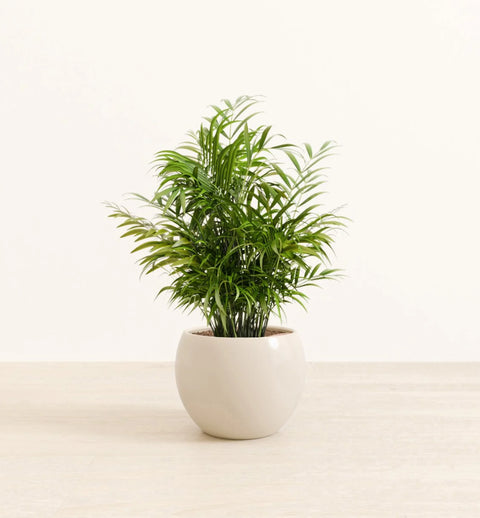 Bamboo Palm